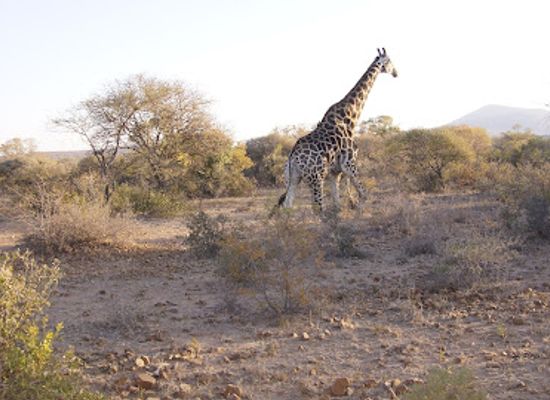 botswana/moremi-game-reserve/landmark/mokolodi-nature-reserve