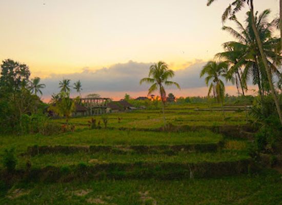 indonesia/ubud/landmark/petulu-heron-bird-colony-watch-point