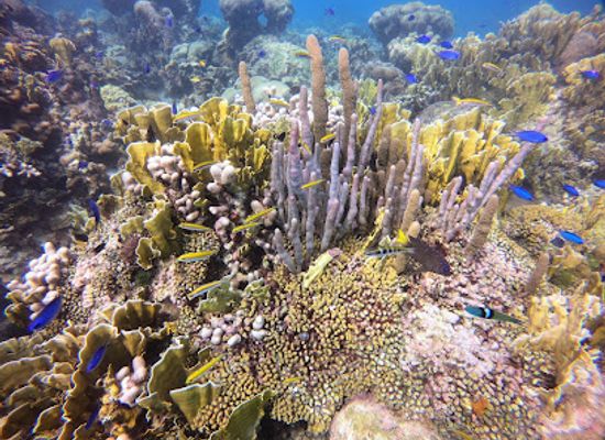 jamaica/runaway-bay-area/landmark/jewel-runaway-bay-reef