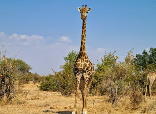 botswana/moremi-game-reserve/landmark/mashatu-game-reserve
