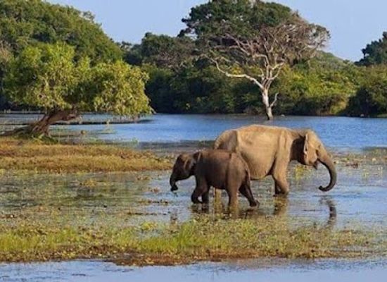 sri-lanka/bundala-national-park/landmark/kamal-safari-bundala-park