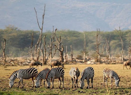 tanzania/ngorongoro-conservation-area/landmark/lake-manyara-national-park