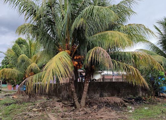 peru/madre-de-dios/landmark/puerto-carlos-inambari-madre-de-dios