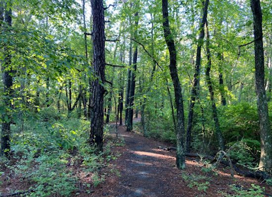 delaware/blackbird-state-forest/landmark/cape-henlopen-state-park