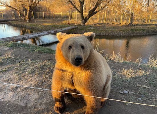 idaho/snake-river-plain/landmark/yellowstone-safari-park