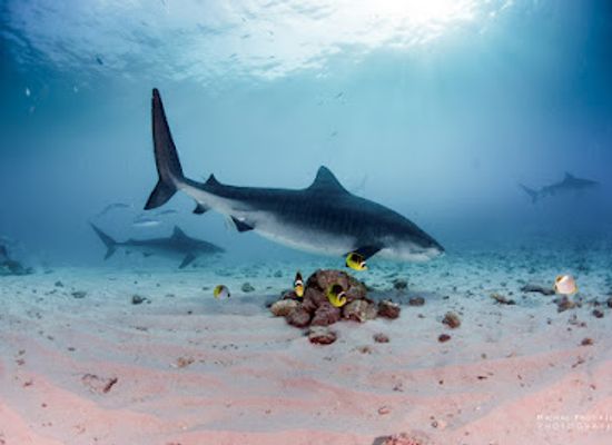 maldives/fuvahmulah-island/landmark/scuba-butler-fuvahmulah