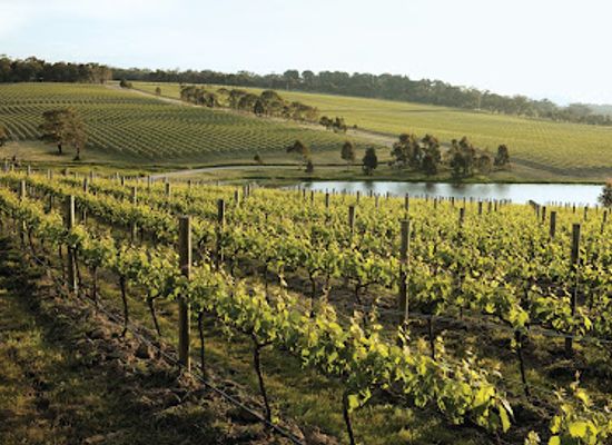 australia/mornington-peninsula/landmark/yabby-lake-vineyard