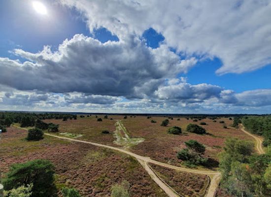 netherlands/veluwe/landmark/elspeetse-heide