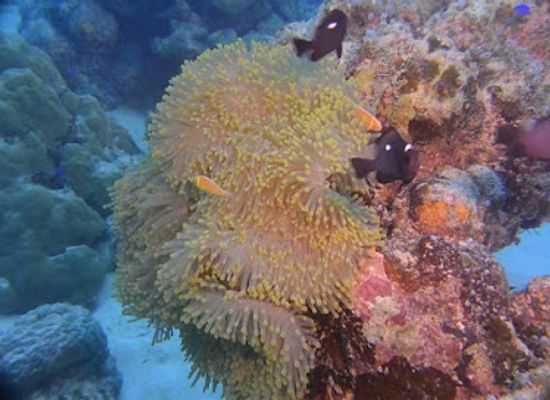micronesia/kolonia/landmark/laidenki-diving-and-tours