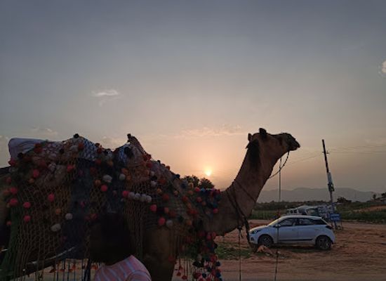 india/pushkar/landmark/panwar-camel-jeep-safari-pushkar