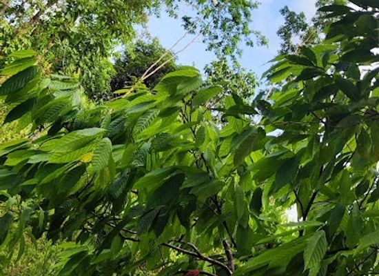 belize/toledo-district/landmark/the-chaos-oasis