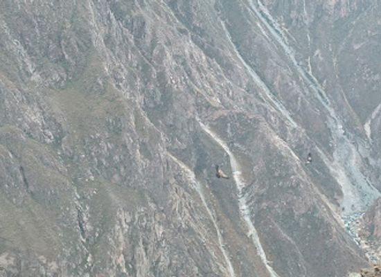 peru/colca-canyon-trek/landmark/kondor-tour