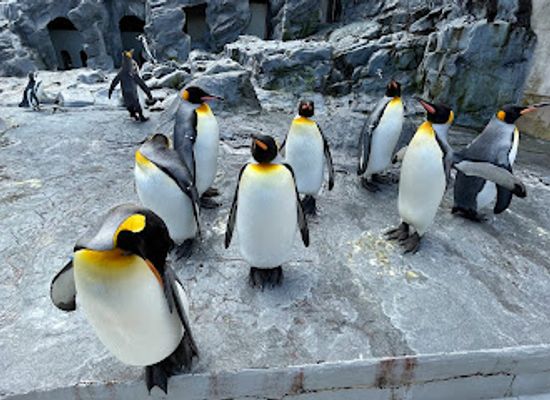 japan/hokkaido/landmark/asahiyama-zoo