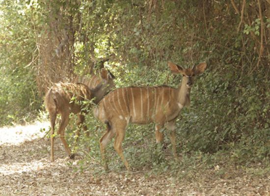 malawi/mulanje-massif/landmark/nyala-park