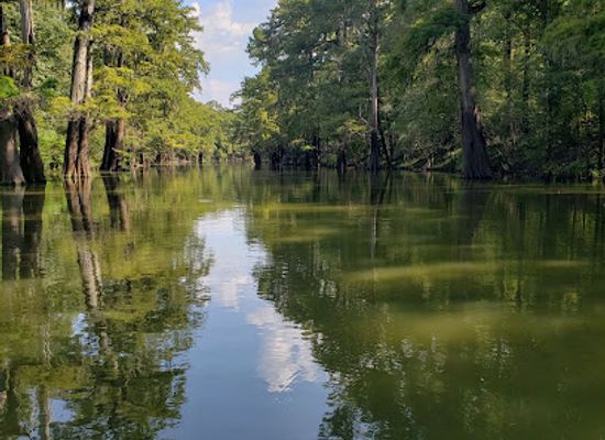 mississippi/the-loess-hills/landmark/delta-national-forest
