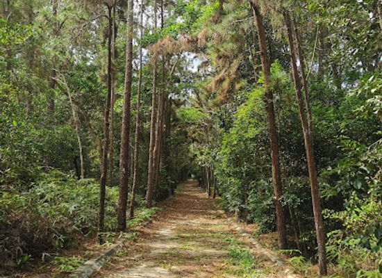 brunei/bukit-shahbandar-recreational-park/landmark/shahbandar-s-tunnel-of-trees