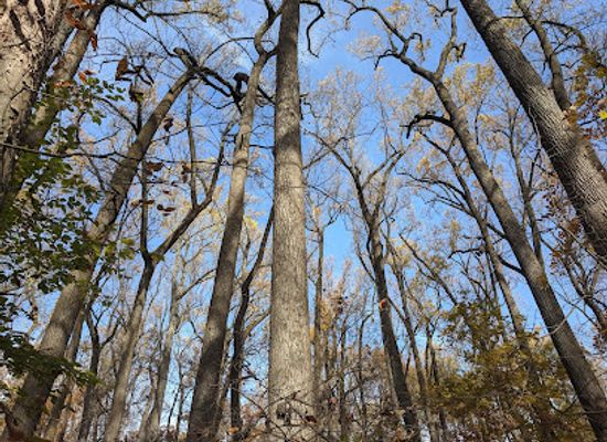 maryland/eastern-shore/landmark/belt-woods-natural-environment-area