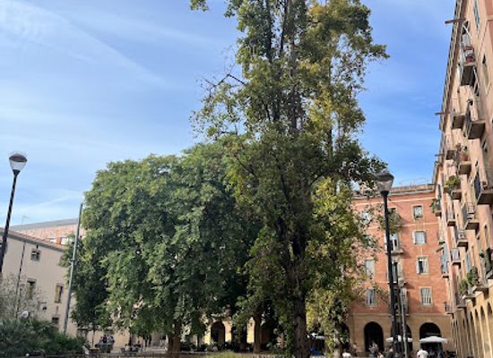 spain/barcelona/landmark/barcelona-s-baby-drop-off
