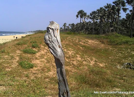 the-gambia/niumi/landmark/bijilo-national-park