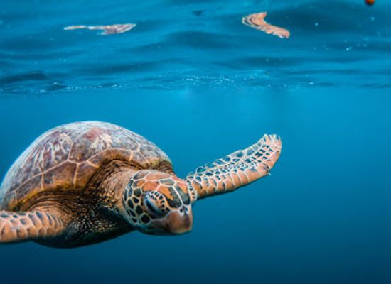 cook-islands/avatiu/landmark/snorkel-cook-islands