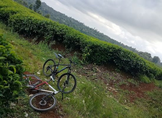 kenya/mount-kenya-region/landmark/mount-kenya-forest
