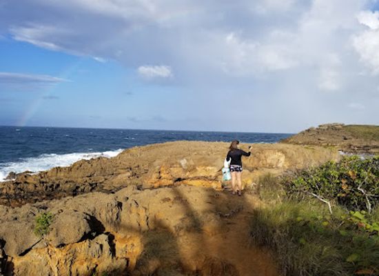 puerto-rico/dorado/landmark/bosque-de-pterocarpus-de-dorado