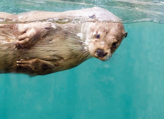denmark/central-jutland/attraction/aqua-aquarium-wildlife-park