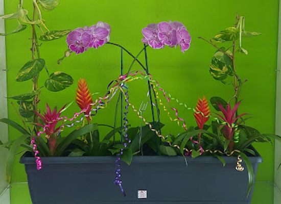 jamaica/liguanea-plains/landmark/rhona-s-flowers-gifts-ltd
