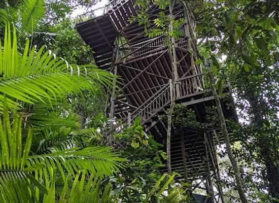 australia/daintree-rainforest/landmark/daintree-discovery-centre