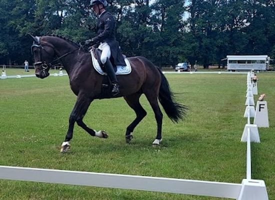 netherlands/utrechtse-heuvelrug/landmark/maarsbergen-horse-trials