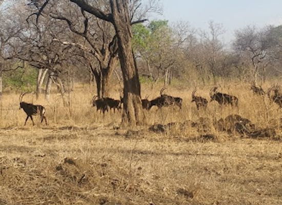malawi/central-region/landmark/liwonde-national-park