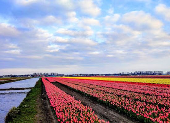 netherlands/ijsselmeer-polders/landmark/tulip-field