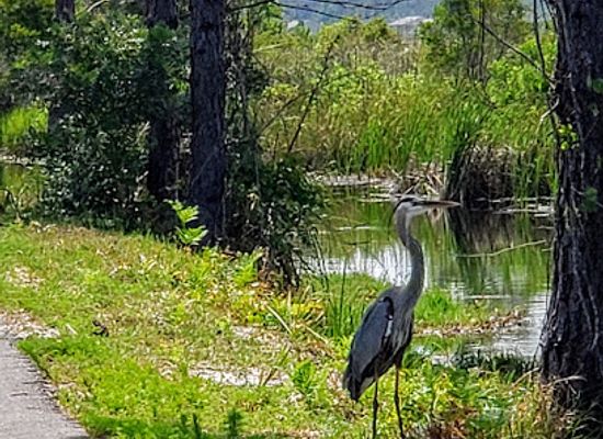 alabama/alabama-coastal-birding-trail/landmark/the-backcountry-trail