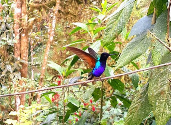 ecuador/mindo-cloud-forest/landmark/quinde-luna