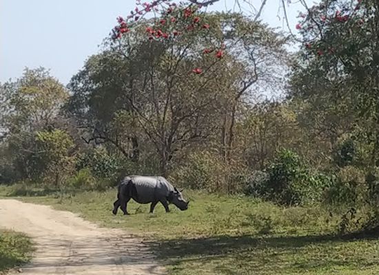 india/kaziranga-national-park/landmark/kohora-charli-central-view-point-kajiranga-national-park