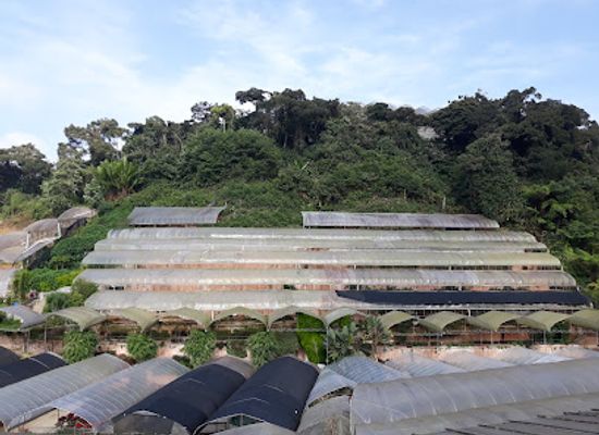 malaysia/pahang/landmark/big-red-strawberry-farm