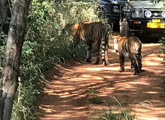 india/ranthambore/landmark/ranthambore-tiger-safari