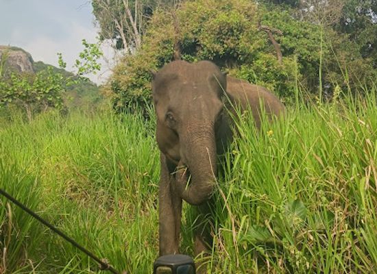 sri-lanka/minneriya-national-park/landmark/hurulu-eco-park