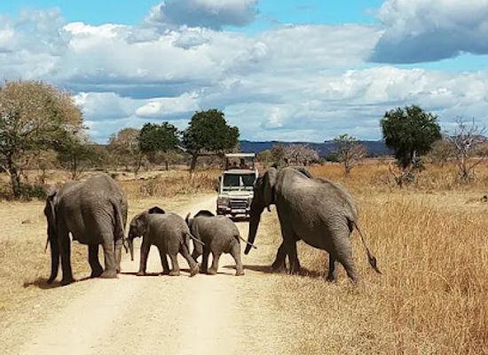 tanzania/mikumi-national-park/landmark/tanzamerica-safaris-ltd