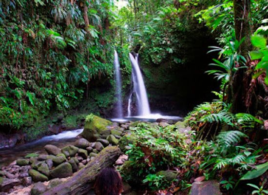 dominica/dominica-botanic-gardens/landmark/e-voyage-hiking-elvis-dominica-tours