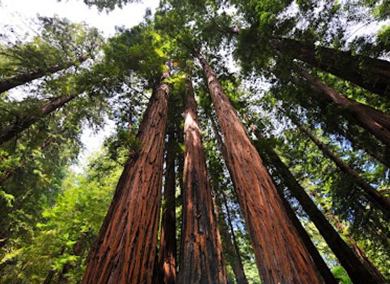 california/bay-area/landmark/muir-woods-shuttles-and-tours