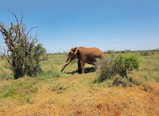kenya/tsavo-national-park/landmark/tsavo-east-national-park-bachuma-gate
