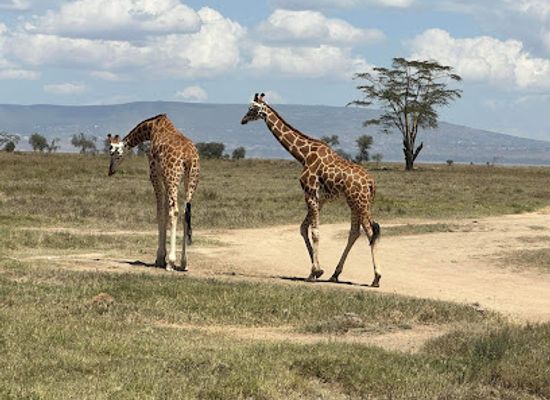 kenya/lake-nakuru-national-park/landmark/lake-nakuru-lanet-gate