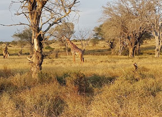 kenya/taita-hills/landmark/lumo-community-wildlife-conservancy