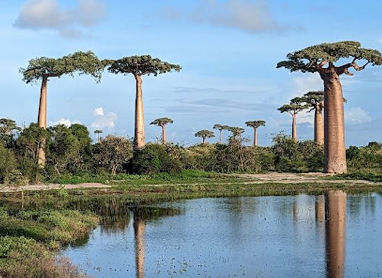 madagascar/betsiboka/landmark/avenue-of-the-baobabs