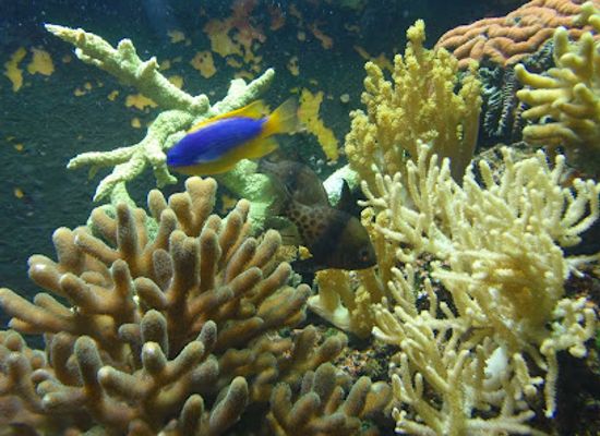 fiji/coral-coast/landmark/kula-wild-adventure-park