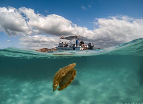 puerto-rico/la-parguera/landmark/paradise-scuba-snorkeling-center