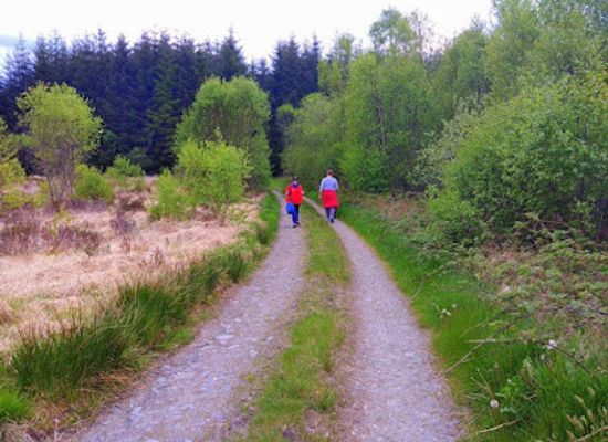 ireland/county-longford/landmark/edenmore-bog-walk