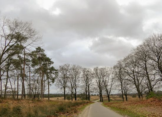 netherlands/hoge-veluwe-national-park/landmark/hoog-buurlose-heide