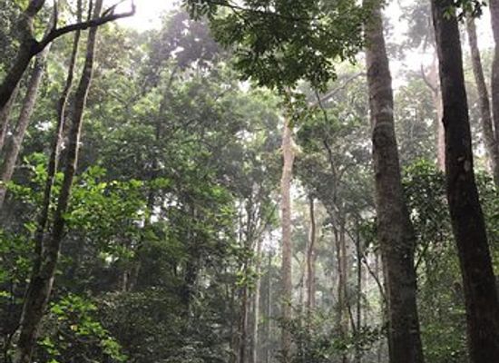 cote-d-ivoire/abidjan/marcory/landmark/parc-national-du-banco
